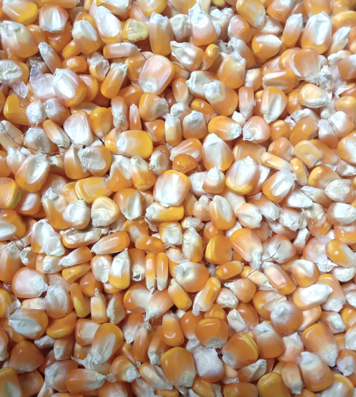 corn